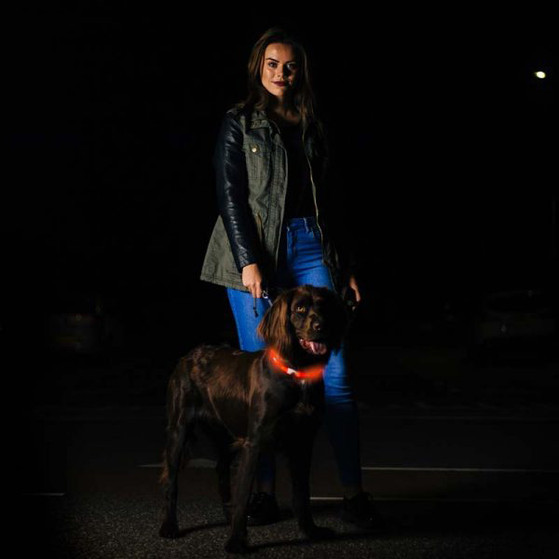 Bee Seen Hundeband USB